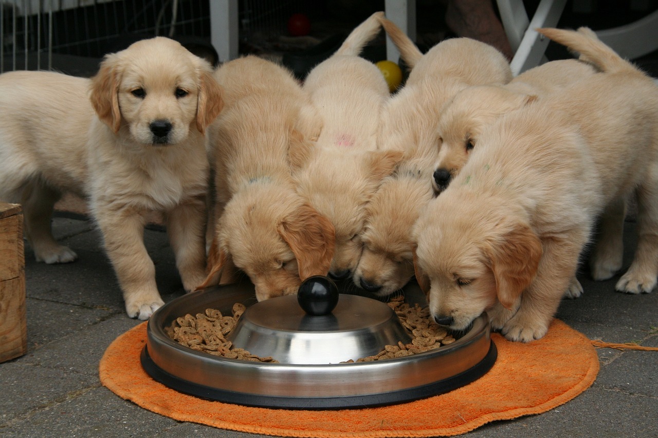 Qualitäts-Hundefutter von Medpets
